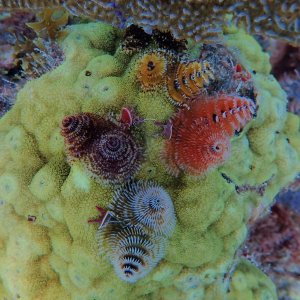 Christmas tree worm