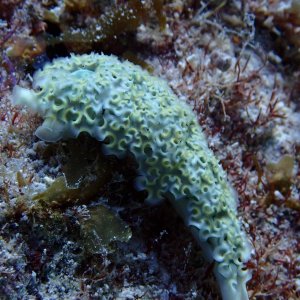 Lettuce slug