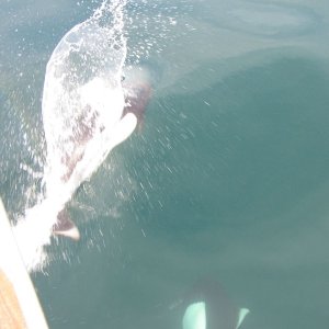 Media 'Dolphin escort in Blind Channel Rapids, BC' in album 'Mount Baker, from the San Juan Islands'