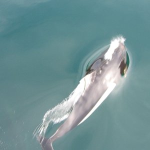 Media '' in album 'Mount Baker, from the San Juan Islands'
