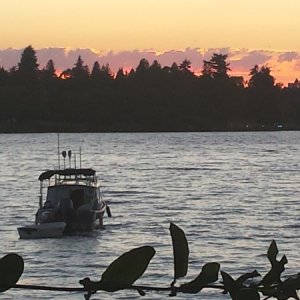 Media '20150630 211221' in album 'Pristine boat on trailer'