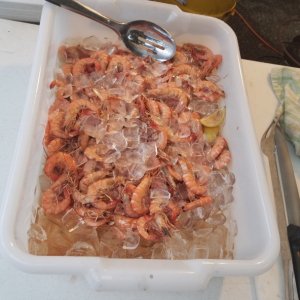 freshly boiled shrimp