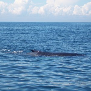Media 'Whale 4' in album 'Fluke'