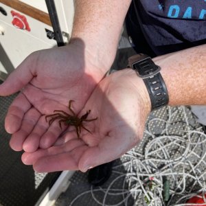 The catch