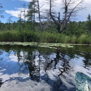Painted turtle sunning