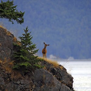 4589 James Island miniature deer