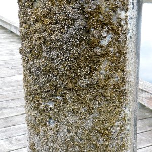Media 'Rain poles: Barnacles close when something passes by' in album 'Couverden rock marks entrance to Swanson Harbor'