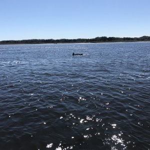 Dolphins