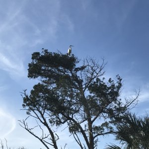 Egret in the tree top. Jacksonville Free Dock