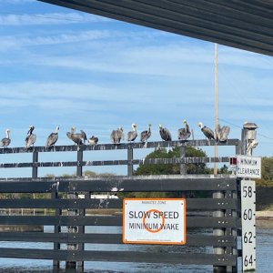 Fender Pelicans