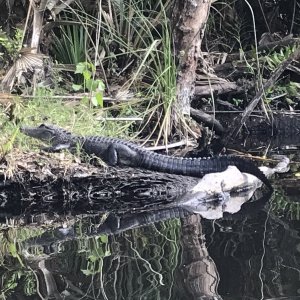 Media 'Salt Springs Alligator' in album 'Hub is all that was left.  It was held on by it\'s hardware, but the prop was gone!'