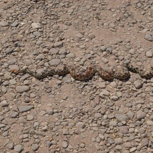 snake in campsite EEK! - Puerto Escondido