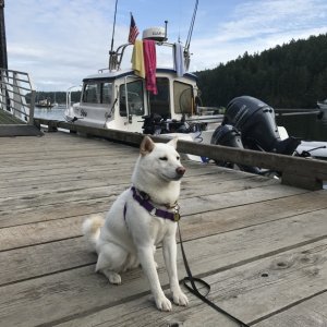 Yuki at Reid Harbor