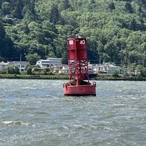 Seal on a Columbia River Buoy