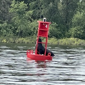 Sea Lion on Buoy 4