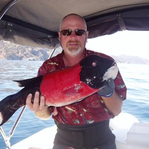 9lb Sheepshead caught at Santa Barbara Island on Big Hammer plastic swim bait (5" kelp critter).