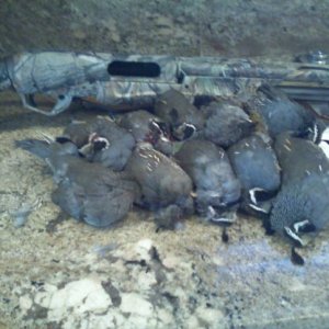 quail