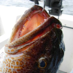 Toothy creature of Beale Pt