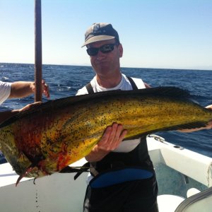 Dorado Sea of Cortez