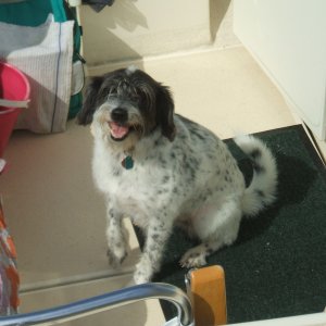 Media 'bosun mate "ruby"' in album 'cpt vic & the skipper,newly named c-pearl!! '06'
