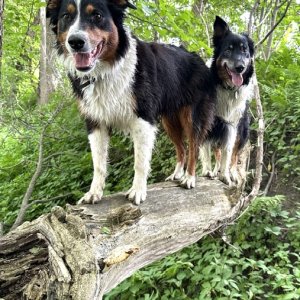 Madeline and Eloise, the C-Shepherds