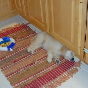 Murphy has found his new "spot"...in front of the kitchen sink...he can keep his eye on everybody that way...when he's awake.