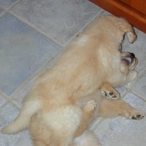 Murphy getting the best of his littermate, NASA, one last time before heading to Greenville.