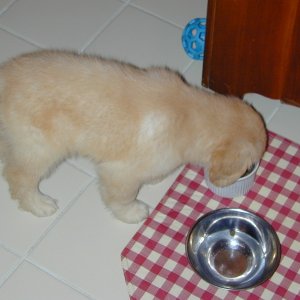 Checking out the chow.