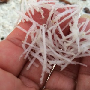 Fluff closeup