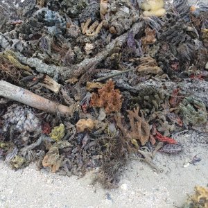 Media 'Only a scientist would appreciate the next series of beach stuff.' in album 'The famous \"dome home\" off of Romano Shoals'