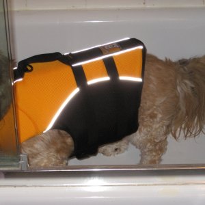 Maddie in her super-duper new PFD, in tub