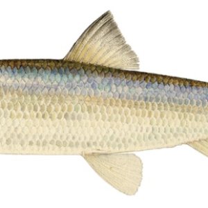 Herring or Cisco; what we went fishing for.