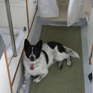 shadow the boat dog