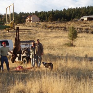 Oct 16 2007 elk -- 220 yds from the house -- and the first picture of the new ride...no, not the Ranger nor the John Deere!