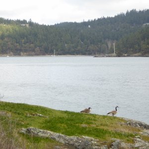 Two geese who call Blind Island their home