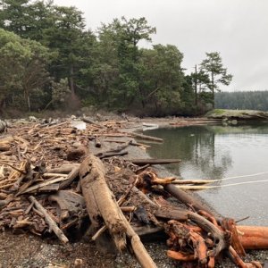 Echo Bay driftwood