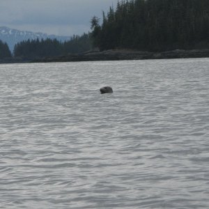 Harbor Seal Olsen Island