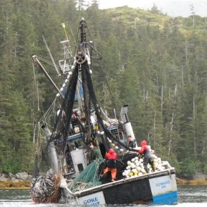 Seiner Pulling Pinks