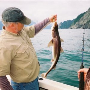 Dog Fish