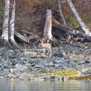 Blacktail Deer Zigler Cove