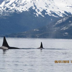 Orcas Port Wells