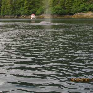 Copper Bay's Humpback