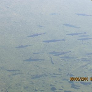 Spawning Silver Salmon