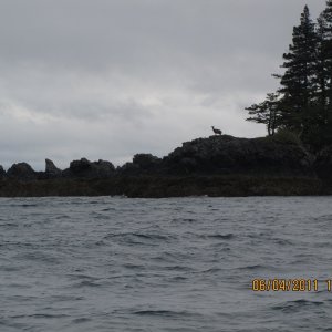 Blacktail Deer Applegate Island