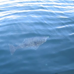 fishing 5-20-2006 013