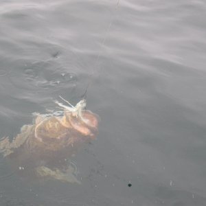 fishing 5-20-2006 002