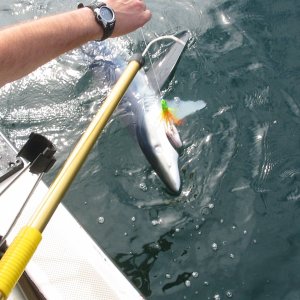 Tuna fishing shark 7-31-2007