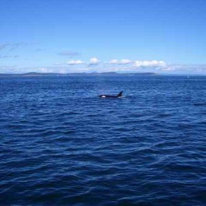 20050717k Killer Whale