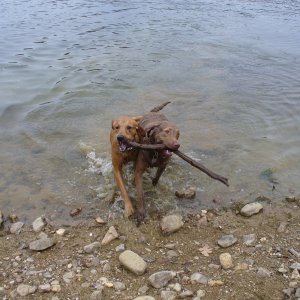Retrieving.  One of their favorite things to do!