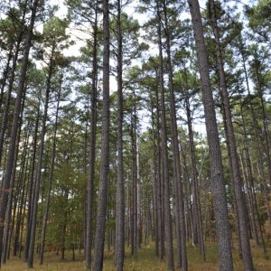 Pine Forest